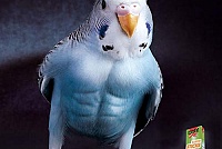 Попугай геркулес