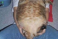 Жирный кот