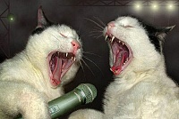 Коты поют
