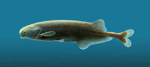 Рыбка Brienomyrus brachyistius