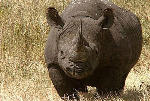 Чёрные носороги