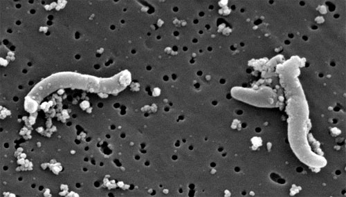 Бактерии Desulfotomaculu