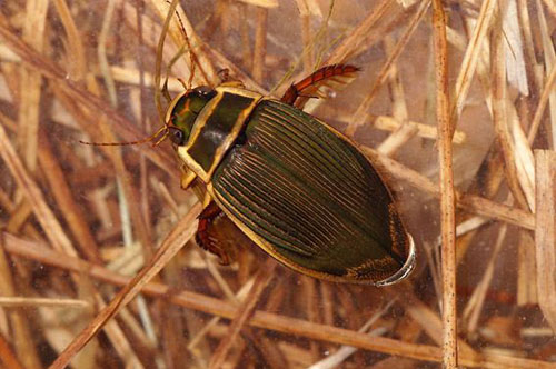 Жук-плавунец Жук-плавунец