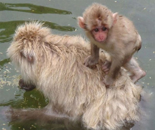 Отцовство Отцовство