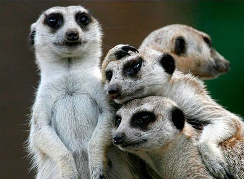 Сурикаты Сурикаты