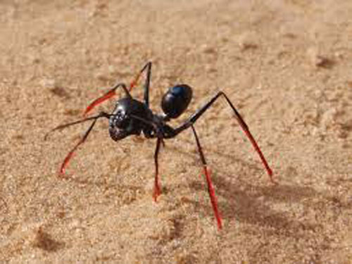 Cataglyphis fortis Cataglyphis fortis