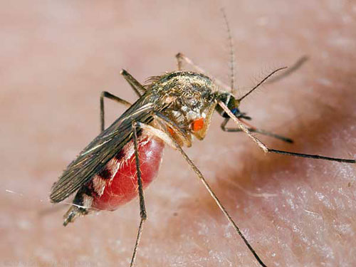 Самка комара