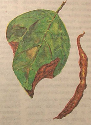 Бурый бактериоз овощной фасоли на листьях и бобах