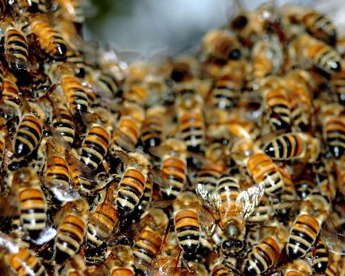 Пчелы зимой
