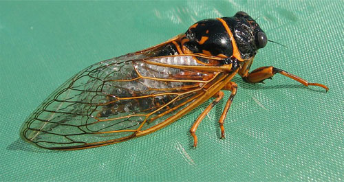 Муха Цеце Муха Цеце