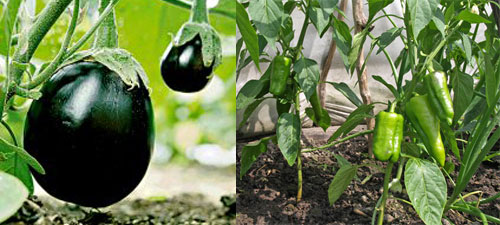 Баклажаны и перцы Баклажаны и перцы