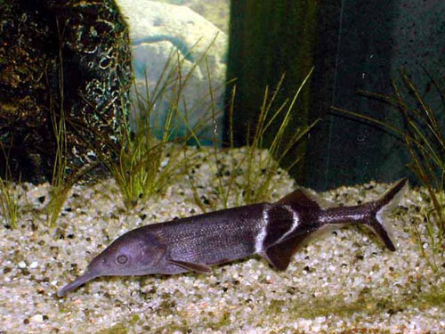 Клюворыл Клюворыл