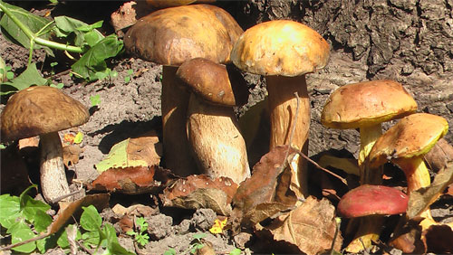 Разные грибы