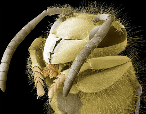 Голова обыкновенной осы