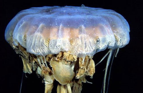Гигантские медузы