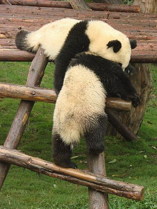 Малыш панды