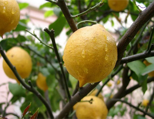 Размножение лимона дома