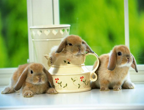 Оценка пород кроликов