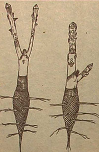 Двулетний мужской (слева) и женский саженцы скороплодного грецкого ореха