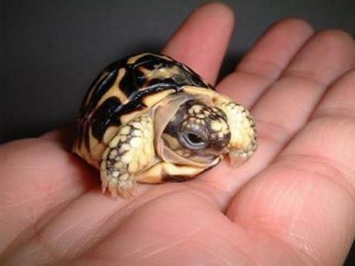Рождение черепахи