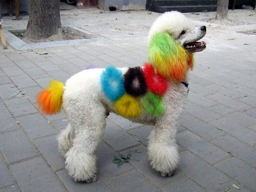 Цветные собаки