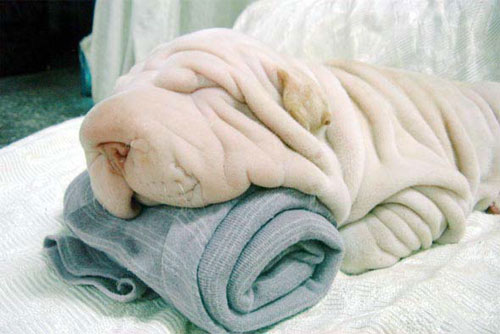 Собака - полотенце