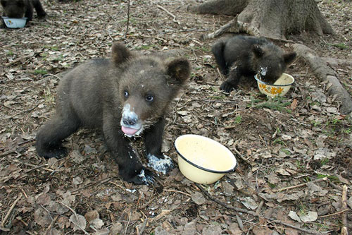 Медведи как домашние животные
