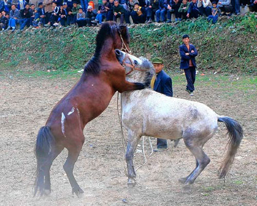 Борьба коней