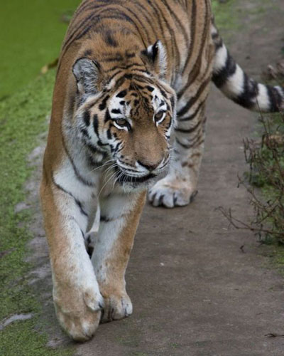 Большие кошки - Тигр