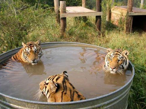 Большие кошки - Тигры