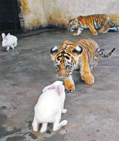 Большие кошки - Тигры