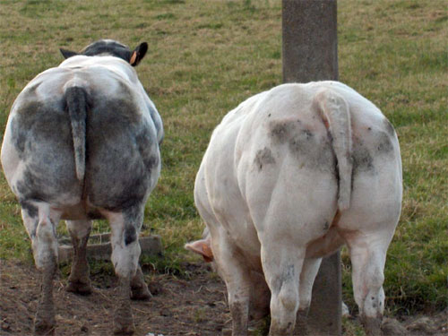 Бельгийской Крупный рогатый скот 