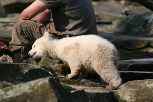 Белый медвежонок Кнут