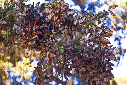 Миграция бабочек монарх