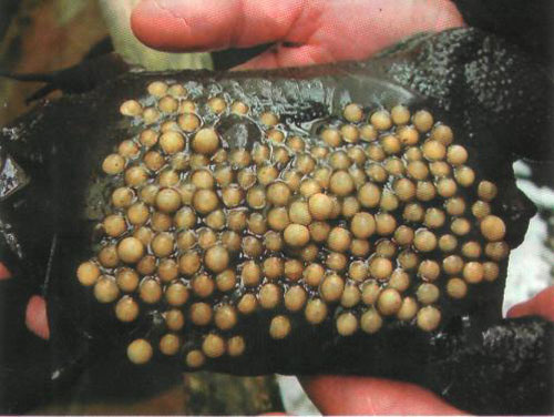 Лягушка пипа Лягушка пипа