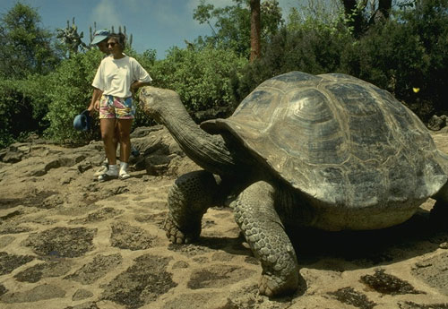 Галапагосские черепахи 