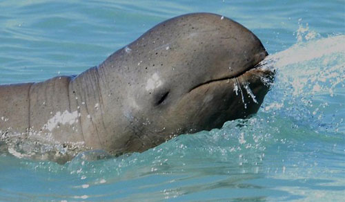 Австралийский дельфин Snubfin dolphin 