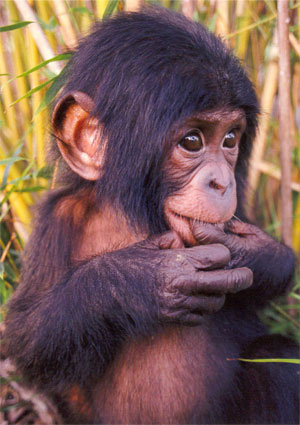 Обезьянки Бонобо