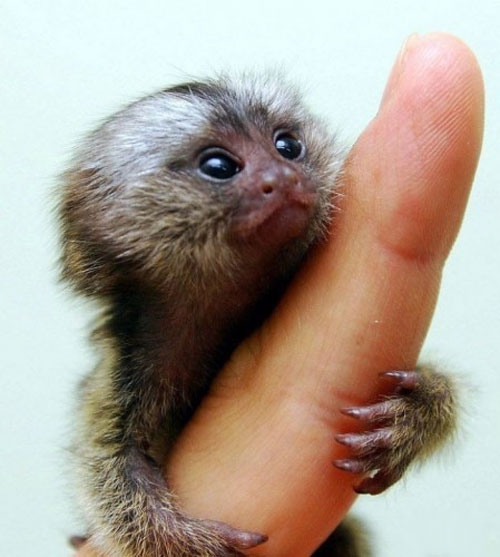 Игрунка Игрунка