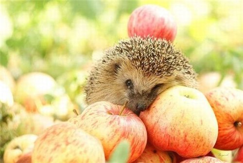 Ест ли еж яблоки?