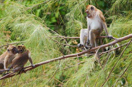 Длиннохвостые макаки macaca fascicularis Длиннохвостые макаки macaca fascicularis