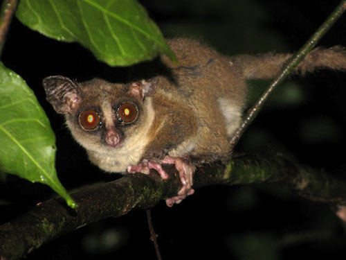 Galagoides orinus Galagoides orinus