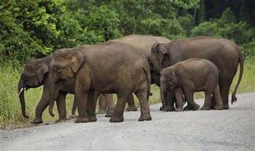 Карликовые слоны Борнео